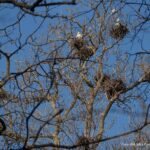 Activitate internațională Erasmus+ – biodiversitatea văzută prin exemple reale