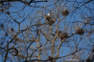 Activitate internațională Erasmus+ – biodiversitatea văzută prin exemple reale